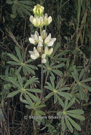 lupinus microcarpus var densiflorus 3 graphic